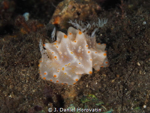 nudibranch (halgerda stricklandi) by J. Daniel Horovatin 